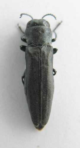 Réf. 233 741 : Agrilus lacus